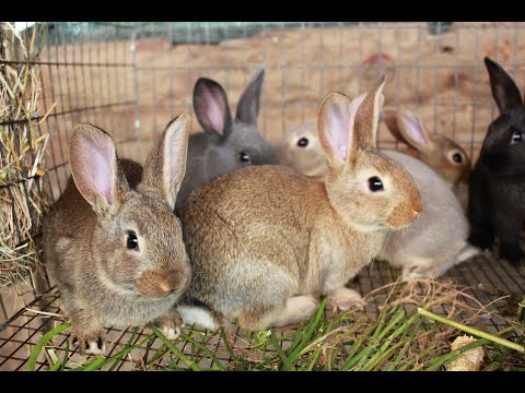“How Men and Women Run Successful Rabbit Businesses: Insights and Tips” [Video]