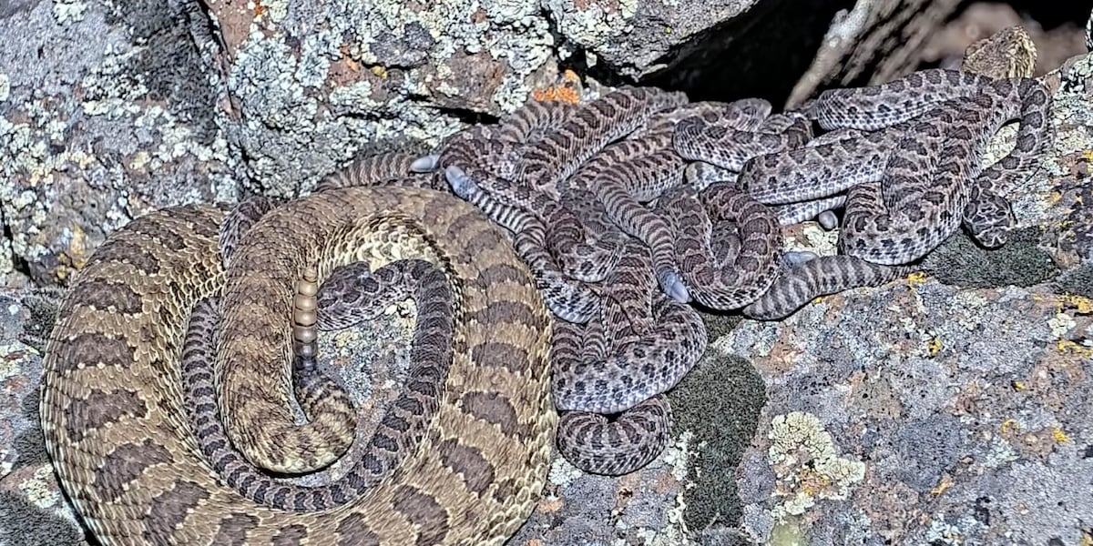 Newborn rattlesnakes at a ‘mega den’ are making their live debut [Video]