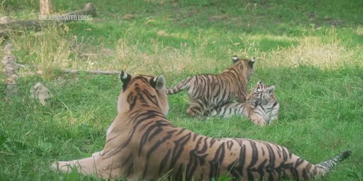 A pair of endangered tiger cubs are raising hopes for conservation of the species [Video]