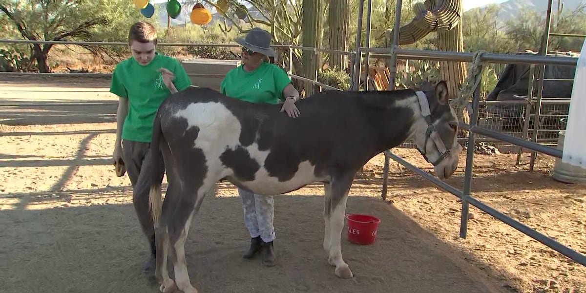 Cave Creek organization using donkeys as therapy animals [Video]