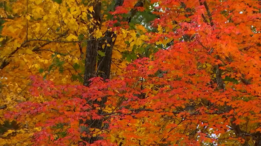 When will the leaves change colors this fall? [Video]