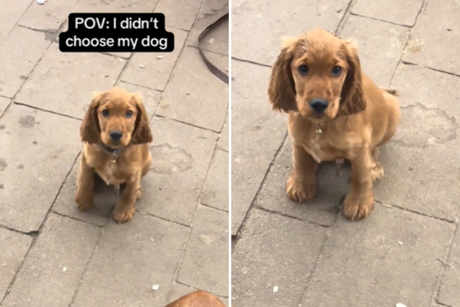 Man Shares Moment Cocker Spaniel Puppy Chose Him: 